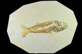 Bargain Fossil Fish (Mioplosus) - Uncommon Species #131120-1